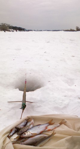 Shmrsk_03032012-3.jpg