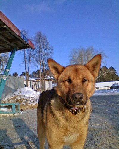 Shmrsk_07032012-3.jpg