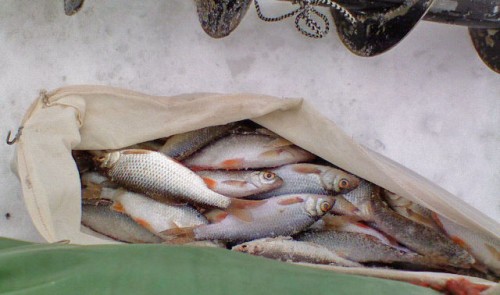 Shmrsk_09032012-2a.jpg