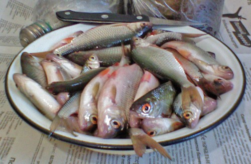 Shmrsk_13032012-1.jpg