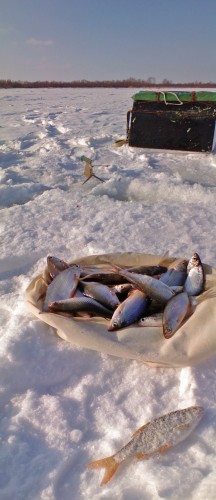 Shmrsk_16032012-2a.jpg