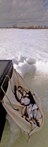 Shmrsk_20032012-4a.jpg