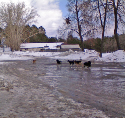 Shmrsk_22032012-4.jpg