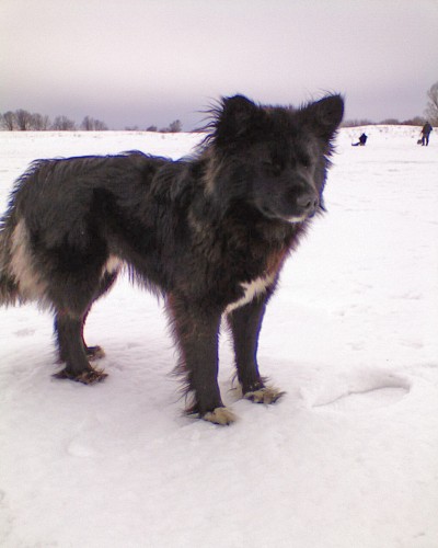 Shmrsk_23032012-4.jpg