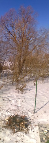 Shmrsk_25032012-2a.jpg