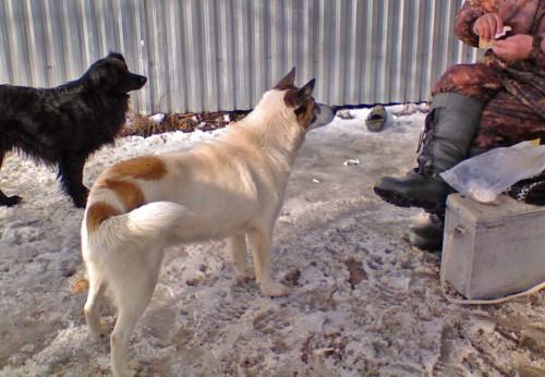 Shmrsk_25032012-4.jpg