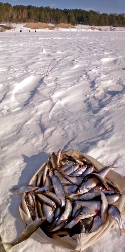 Shmrsk_27032012-3a.jpg