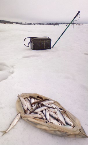 Shmrsk_31032012-2.jpg