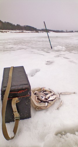 Shmrsk_01042012-4b.jpg