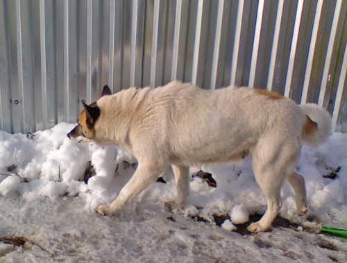 Shmrsk_04042012-5.jpg