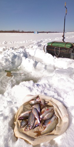 Shmrsk_06042012-4.jpg
