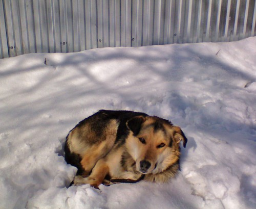 Shmrsk_06042012-5b.jpg