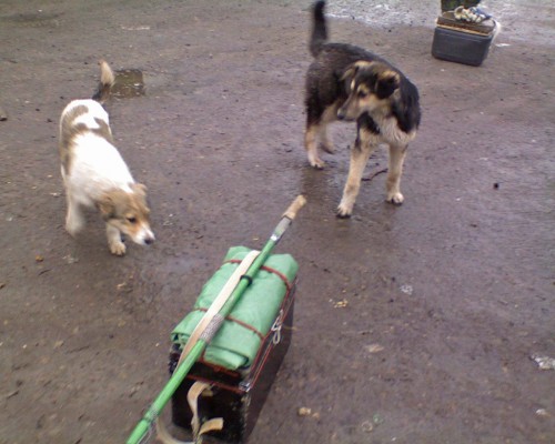Vilja_09042012-6.jpg