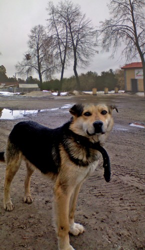 Shmrsk_10042012-4.jpg