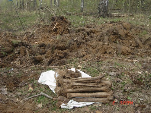 Останки с мародерского раскопа