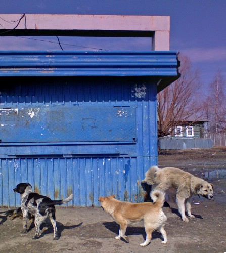 Vilja_15042012-4.jpg
