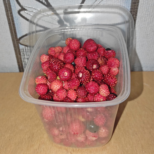 Les_21.06.2023-5.jpg