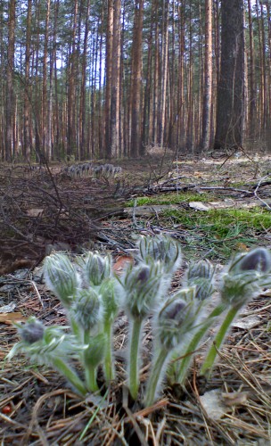 Les_25042012-2d.jpg