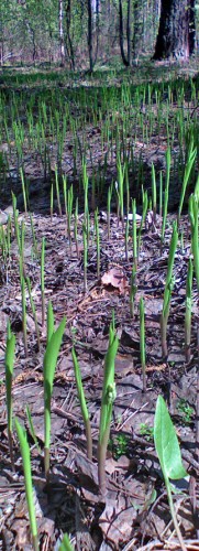Les_04052012-11.jpg