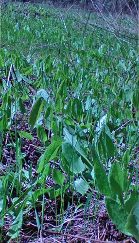 Les_04052012-12.jpg