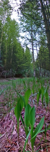 Les_10042012-5.jpg