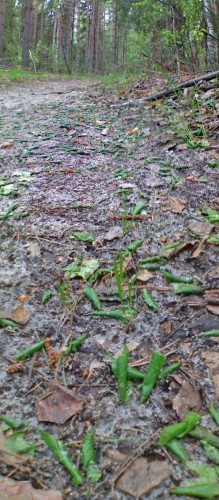 Les_10042012-7.jpg