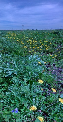 Les_12052012-1.jpg