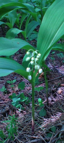 Les_12052012-6.jpg