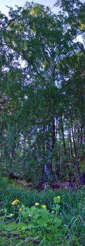 Les_16052012-3.jpg