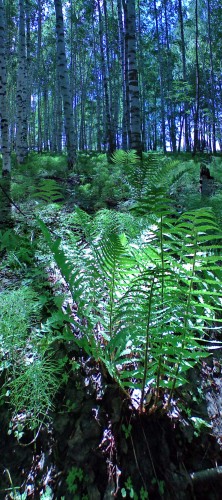 Les_18052012-2.jpg