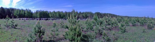 Les_18052012-3.jpg