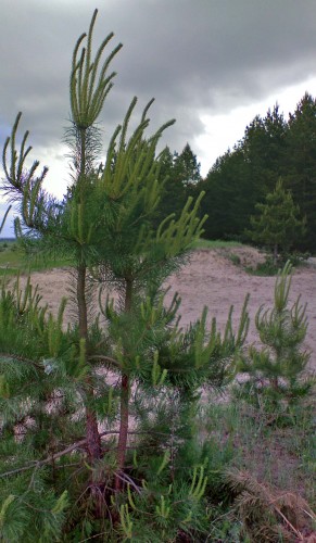 Les_23052012-3.jpg