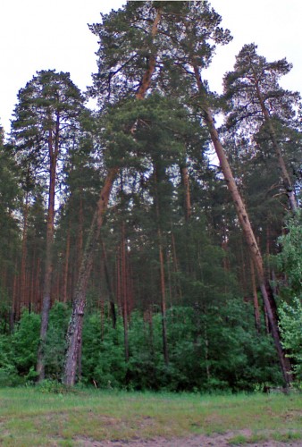 Les_28052012-1.jpg