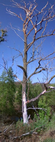 Les_29052012-2.jpg