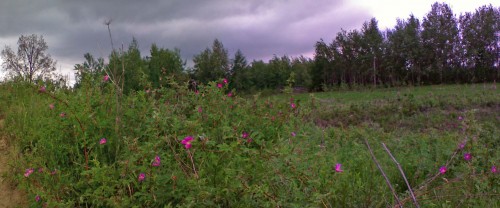 Les_31052012-2.jpg