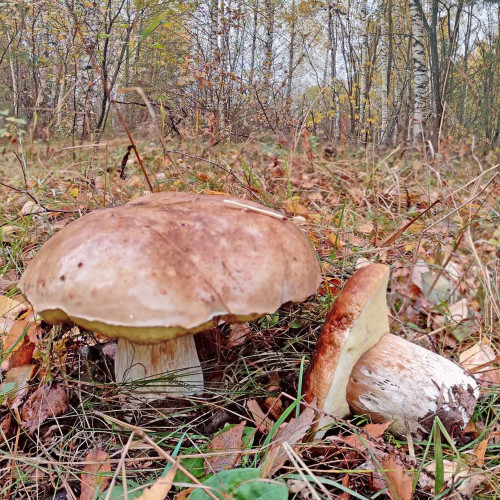 Les_07.10.2023-3.jpg