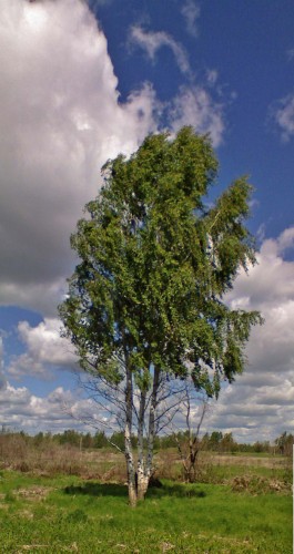 Les_04062012-3.jpg