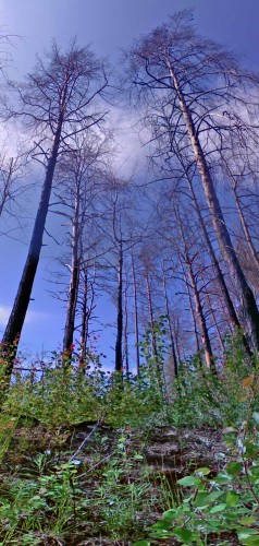 Les_06062012-6a.jpg