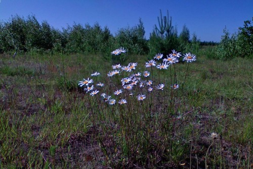 Les_14062012-1.jpg
