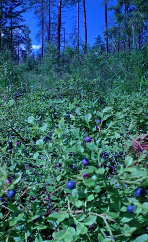 Les_16062012-3.jpg