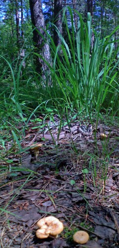 Les_19062012-2.jpg