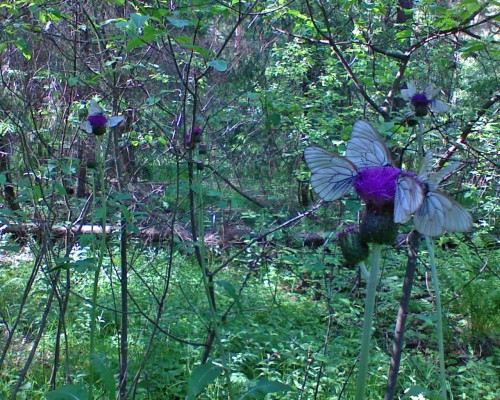 Les_19062012-7.jpg