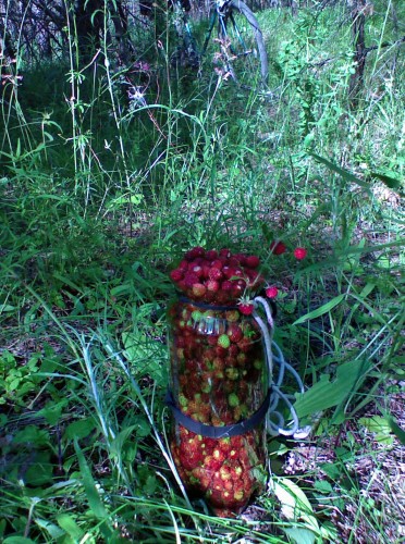 Les_22062012-3.jpg