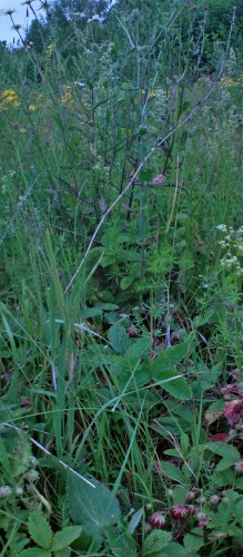 Les_24062012-6.jpg