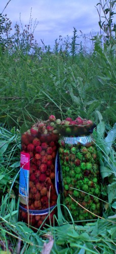 Les_24062012-7.jpg