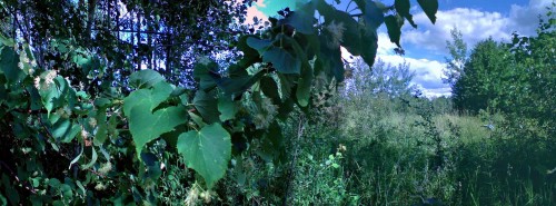 Les_28062012-3.jpg