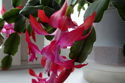 DSCF6539.JPG
