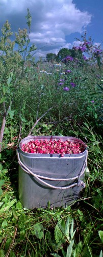 Les_04072012-1.jpg