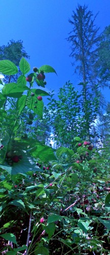 Les_06072012-2.jpg