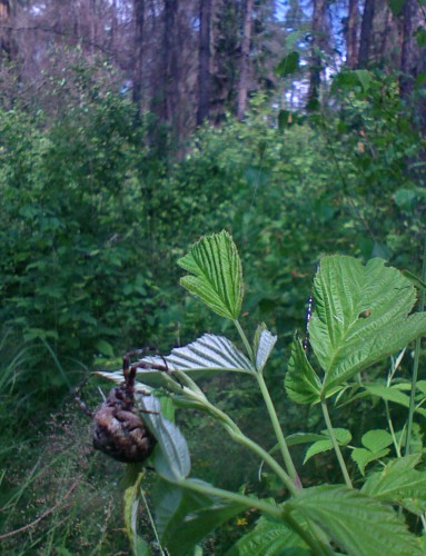 Les_06072012-3.jpg